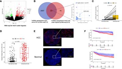 LncRNA USP2-AS1 Promotes Hepatocellular Carcinoma Growth by Enhancing YBX1-Mediated HIF1α Protein Translation Under Hypoxia